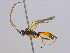  (Scopesis fraterna - BIOUG04267-D10)  @13 [ ] CreativeCommons - Attribution (2013) CBG Photography Group Centre for Biodiversity Genomics