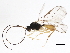  (Heterolexis dictynna - BIOUG04211-C01)  @14 [ ] CreativeCommons - Attribution (2013) CBG Photography Group Centre for Biodiversity Genomics