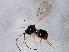  ( - BIOUG04215-F04)  @13 [ ] CreativeCommons - Attribution (2013) CBG Photography Group Centre for Biodiversity Genomics