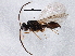  (Pantoclis sulcata - BIOUG04215-F12)  @13 [ ] CreativeCommons - Attribution (2013) CBG Photography Group Centre for Biodiversity Genomics