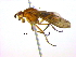  ( - BIOUG04266-A08)  @13 [ ] CreativeCommons - Attribution (2013) CBG Photography Group Centre for Biodiversity Genomics