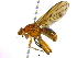  (Paradryomyza - BIOUG04266-E07)  @13 [ ] CreativeCommons - Attribution (2013) CBG Photography Group Centre for Biodiversity Genomics