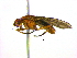  ( - BIOUG04266-E10)  @12 [ ] CreativeCommons - Attribution (2013) CBG Photography Group Centre for Biodiversity Genomics