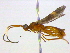  (Heterogamus fasciatipennis - BIOUG04267-G07)  @13 [ ] CreativeCommons - Attribution (2013) CBG Photography Group Centre for Biodiversity Genomics