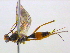 ( - BIOUG04267-G09)  @13 [ ] CreativeCommons - Attribution (2013) CBG Photography Group Centre for Biodiversity Genomics