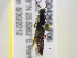  ( - BIOUG04268-F06)  @12 [ ] CreativeCommons - Attribution (2013) CBG Photography Group Centre for Biodiversity Genomics