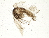 (Psychoda gemina - BIOUG04217-D10)  @15 [ ] CreativeCommons - Attribution (2013) CBG Photography Group Centre for Biodiversity Genomics