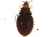  (Myrmedobia distinguenda - BIOUG04220-F01)  @13 [ ] CreativeCommons - Attribution (2012) CBG Photography Group Centre for Biodiversity Genomics