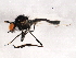  ( - BIOUG04259-C03)  @12 [ ] CreativeCommons - Attribution (2013) CBG Photography Group Centre for Biodiversity Genomics