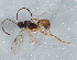  ( - BIOUG04260-E10)  @13 [ ] CreativeCommons - Attribution (2013) CBG Photography Group Centre for Biodiversity Genomics