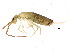  ( - BIOUG04295-C09)  @15 [ ] CreativeCommons - Attribution (2013) CBG Photography Group Centre for Biodiversity Genomics