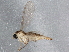  ( - BIOUG04296-B11)  @13 [ ] CreativeCommons - Attribution (2013) CBG Photography Group Centre for Biodiversity Genomics