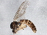  (Ectrepesthoneura - BIOUG04296-F06)  @14 [ ] CreativeCommons - Attribution (2013) CBG Photography Group Centre for Biodiversity Genomics
