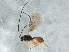  ( - BIOUG04361-F08)  @13 [ ] CreativeCommons - Attribution (2013) CBG Photography Group Centre for Biodiversity Genomics
