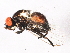  ( - BIOUG04259-D10)  @12 [ ] CreativeCommons - Attribution (2013) CBG Photography Group Centre for Biodiversity Genomics