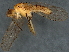  ( - BIOUG04259-G03)  @11 [ ] CreativeCommons - Attribution (2022) CBG Photography Group Centre for Biodiversity Genomics