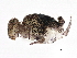  ( - BIOUG04365-G01)  @15 [ ] CreativeCommons - Attribution (2013) CBG Photography Group Centre for Biodiversity Genomics