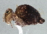  ( - BIOUG04365-G03)  @14 [ ] CreativeCommons - Attribution (2013) CBG Photography Group Centre for Biodiversity Genomics