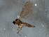  ( - BIOUG04433-D03)  @13 [ ] CreativeCommons - Attribution (2014) CBG Photography Group Centre for Biodiversity Genomics
