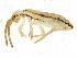  (Orchesellidae - BIOUG04439-D10)  @15 [ ] CreativeCommons - Attribution (2013) CBG Photography Group Centre for Biodiversity Genomics