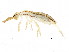  ( - BIOUG04439-F12)  @14 [ ] CreativeCommons - Attribution (2013) CBG Photography Group Centre for Biodiversity Genomics