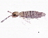  ( - BIOUG04088-F11)  @14 [ ] CreativeCommons - Attribution (2013) CBG Photography Group Centre for Biodiversity Genomics
