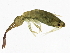  ( - BIOUG04088-G08)  @15 [ ] CreativeCommons - Attribution (2013) CBG Photography Group Centre for Biodiversity Genomics