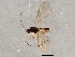  (Grammospila - BIOUG04499-E09)  @13 [ ] CreativeCommons - Attribution (2013) CBG Photography Group Centre for Biodiversity Genomics