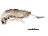  (Lepidocyrtus lanuginosus - BIOUG04503-C02)  @15 [ ] CreativeCommons - Attribution (2013) CBG Photography Group Centre for Biodiversity Genomics