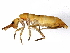  ( - BIOUG04363-F08)  @15 [ ] CreativeCommons - Attribution (2013) CBG Photography Group Centre for Biodiversity Genomics