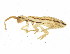  (Orchesellidae - BIOUG04500-H04)  @15 [ ] CreativeCommons - Attribution (2013) CBG Photography Group Centre for Biodiversity Genomics