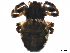  ( - BIOUG42072-F03)  @11 [ ] CreativeCommons - Attribution (2020) CBG Photography Group Centre for Biodiversity Genomics