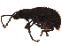  (Pseudoedophrys - BIOUG15875-H09)  @13 [ ] CreativeCommons - Attribution (2015) CBG Photography Group Centre for Biodiversity Genomics
