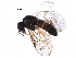  ( - BIOUG15933-G10)  @13 [ ] CreativeCommons - Attribution (2016) CBG Photography Group Centre for Biodiversity Genomics