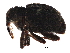  (Eubulus bisignatus - BIOUG15936-C09)  @14 [ ] CreativeCommons - Attribution (2016) CBG Photography Group Centre for Biodiversity Genomics