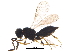  ( - BIOUG16223-C02)  @13 [ ] CreativeCommons - Attribution (2015) CBG Photography Group Centre for Biodiversity Genomics
