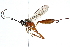  ( - BIOUG16227-D01)  @14 [ ] CreativeCommons - Attribution (2016) CBG Photography Group Centre for Biodiversity Genomics