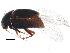  (Scaphisoma americanum - BIOUG16340-B01)  @13 [ ] CreativeCommons - Attribution (2015) CBG Photography Group Centre for Biodiversity Genomics