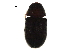  (Ptinidae - BIOUG16417-G05)  @15 [ ] CreativeCommons - Attribution (2016) CBG Photography Group Centre for Biodiversity Genomics