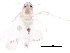  (Erythridula anomala - BIOUG20855-F04)  @13 [ ] CreativeCommons - Attribution (2015) CBG Photography Group Centre for Biodiversity Genomics