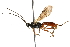  (Aleiodes burrus - BIOUG20762-E04)  @14 [ ] CreativeCommons - Attribution (2015) CBG Photography Group Centre for Biodiversity Genomics