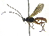  ( - BIOUG20762-E04)  @13 [ ] CreativeCommons - Attribution (2015) CBG Photography Group Centre for Biodiversity Genomics