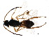  (Microplitis jft86 - BIOUG20858-H04)  @14 [ ] CreativeCommons - Attribution (2015) CBG Photography Group Centre for Biodiversity Genomics