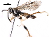  ( - BIOUG21135-B10)  @12 [ ] CreativeCommons - Attribution (2016) CBG Photography Group Centre for Biodiversity Genomics
