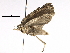  (Nites maculatella - BIOUG21135-F09)  @14 [ ] CreativeCommons - Attribution (2016) CBG Photography Group Centre for Biodiversity Genomics