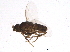  (Elachisoma - BIOUG05000-C02)  @13 [ ] CreativeCommons - Attribution (2013) CBG Photography Group Centre for Biodiversity Genomics