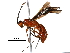  (Zombrus - BIOUG32154-A08)  @14 [ ] CreativeCommons - Attribution (2017) CBG Photography Group Centre for Biodiversity Genomics