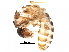  ( - BIOUG32340-A04)  @11 [ ] CreativeCommons - Attribution (2017) CBG Photography Group Centre for Biodiversity Genomics