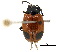  ( - BIOUG04711-F09)  @11 [ ] CreativeCommons - Attribution (2018) CBG Photography Group Centre for Biodiversity Genomics