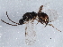  ( - BIOUG05036-C04)  @14 [ ] CreativeCommons - Attribution (2013) CBG Photography Group Centre for Biodiversity Genomics